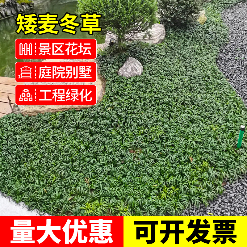 日本矮麦冬草苗矮麦冬玉龙草耐寒旱庭院草坪绿化苗木细叶麦冬苗