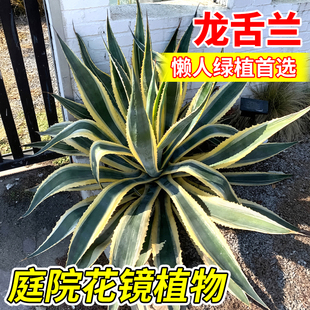 龙舌兰盆栽金边室内阳台景观植物庭院花境植物稀有品种盆景好养活