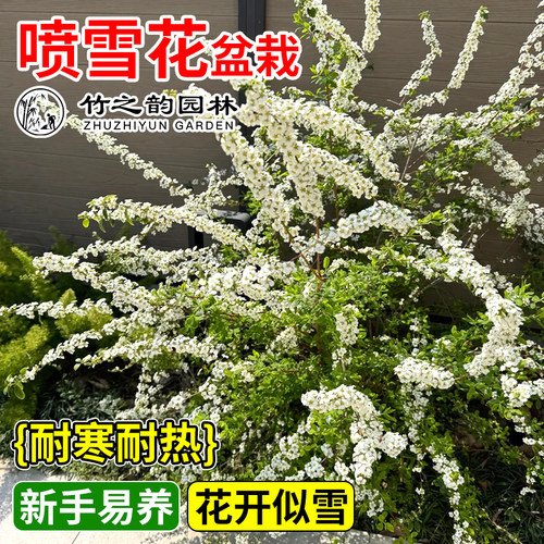 喷雪花盆栽新手好养花开似雪耐寒耐热时令观赏性多年生绿植物花卉