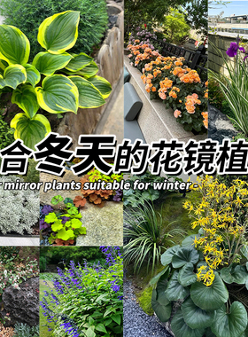冬季花镜组合花卉盆栽多年生观叶植物狐尾天门冬绿植花园庭院造景