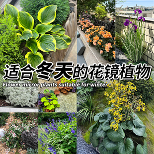 冬季花镜组合花卉盆栽多年生观叶植物狐尾天门冬绿植花园庭院造景