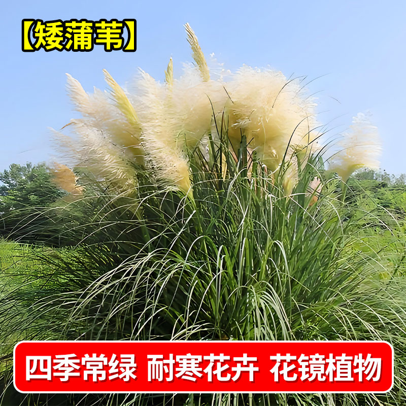 矮蒲苇盆栽陆地水生观赏植物