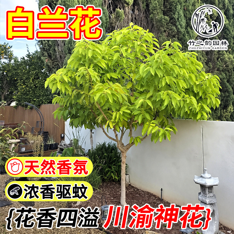 白兰花盆栽天然香氛黄角兰树苗浓香驱蚊庭院观赏黄桷兰绿植开花卉