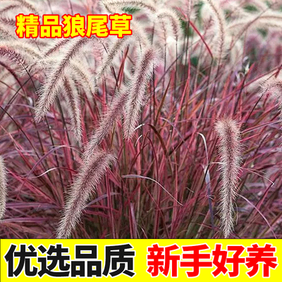 狼尾草苗盆栽小兔子狼尾草多年生花园庭院造景植物观叶护坡观赏草