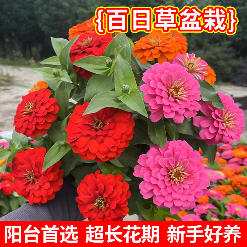 百日草花苗好养绿化花镜植物超长花期新手好养庭院首选盆栽花卉苗