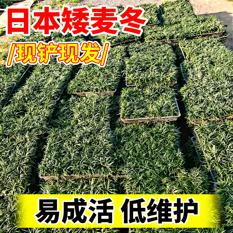 日本矮麦冬草庭院草坪地被绿物耐寒草苗易成活低维护园林绿化植物