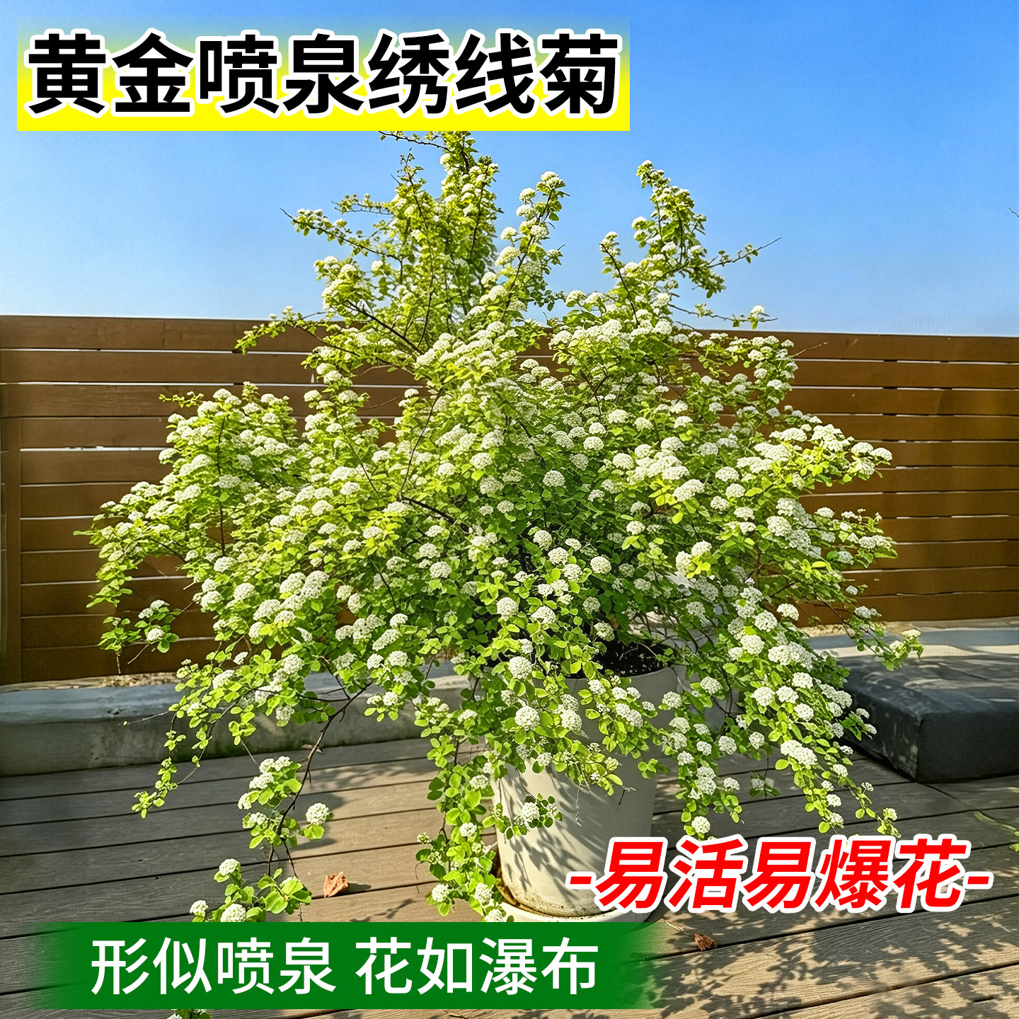 绣线菊黄金喷泉盆栽大苗户外庭院重瓣绣球多年生耐寒耐热花镜植物图片