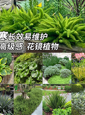 耐寒植物组合狐尾天门冬迷迭香南天竹盆栽造景矾根落新妇越冬绿植
