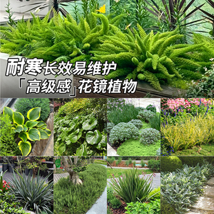 耐寒植物组合狐尾天门冬迷迭香南天竹盆栽造景矾根落新妇越冬绿植