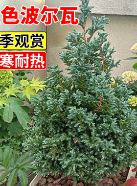 蓝色波尔瓦室外庭院园林景观绿植盆栽别墅搭配设计造景观赏易成活