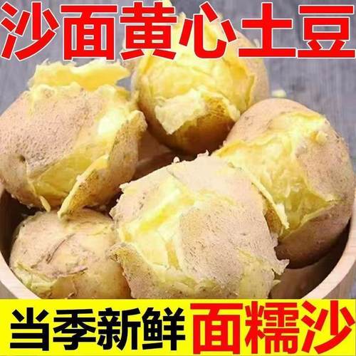 甘肃定西沙面土豆黄心现挖