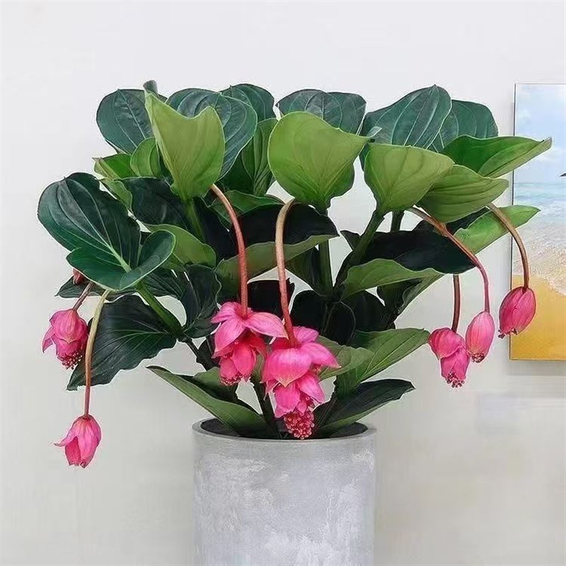 宝莲灯花盆栽名贵花卉植物