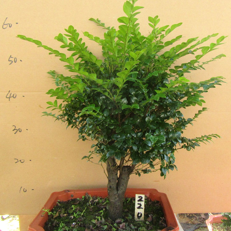 单桩小叶紫檀树桩盆景净化空气四季常青植物黑檀木盆栽黑骨茶包邮