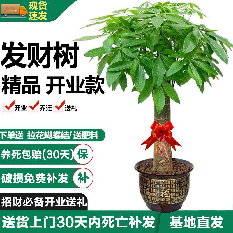 发财树大棵盆栽吸收甲醛客厅大盆栽发财树独干净化空气开业发财树