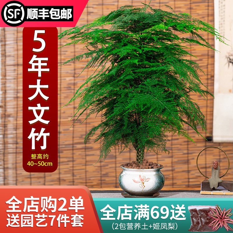文竹盆栽大型植物办公室内四季花卉客厅桌面小苗绿植云竹盆景好养