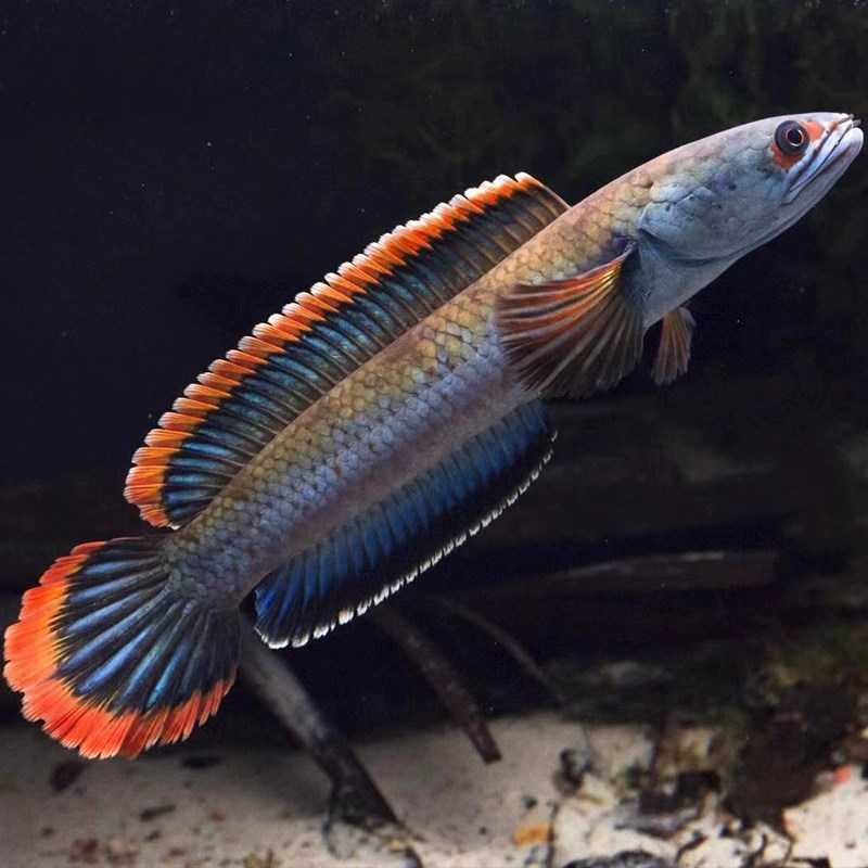 血斑雷龙一型  血斑一型 梦幻冰火雷龙发色漂亮凶猛小型鱼 好养活