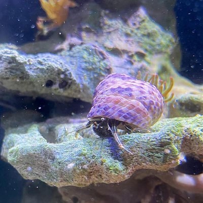 寄居蟹海水 非淡水陆生 观赏蟹 海缸小宠 耐活 新手 除藻清理残渣