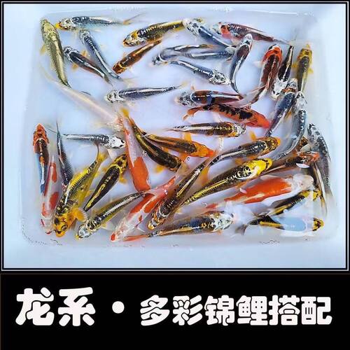 德系锦鲤龙系锦鲤冷水观赏鱼多彩锦鲤好养耐活皮鲤秋翠锦鲤钱串子