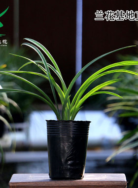 翁源兰花苗春剑红色荷红花正格荷瓣浓香好养室内高端绿植花卉盆栽