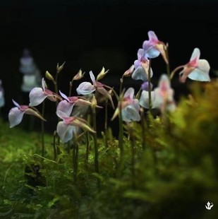 禾叶狸藻 净化空气食虫水陆缸热带雨林造景水生植物挖耳草热卖