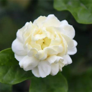 宝珠茉莉花苗当年开花室外阳台庭院盆栽芳香浓香花卉重瓣茉莉花苗