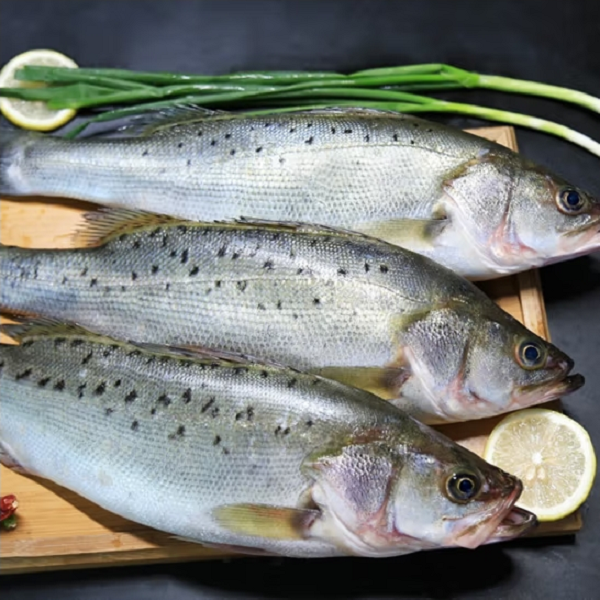 【小乐小主】海捕海鲈鱼1斤左右/条新鲜鲈鱼速冻锁鲜冷海鲜,水产肉类/新鲜蔬果/熟食,鲈鱼,淘宝优惠券,粉丝福利购,淘宝优惠卷