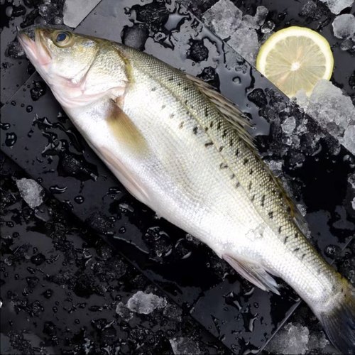 【六月来了】海捕海鲈鱼1斤左右/条新鲜鲈鱼速冻锁鲜冷海鲜