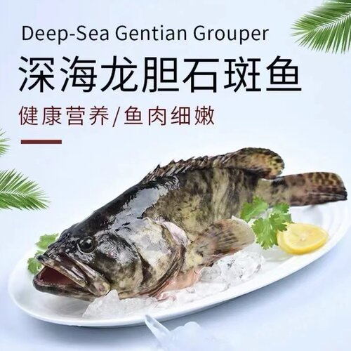 【六月来了】珍珠龙胆石斑鱼1.6-1.8斤/条 活冻锁鲜营养海鱼