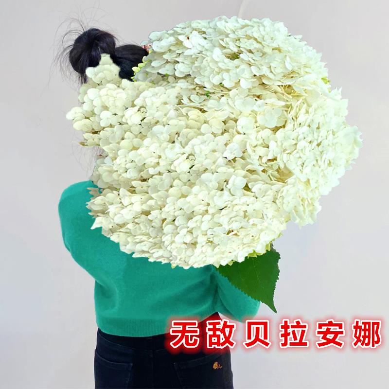 无敌贝拉安娜绣球花苗耐热耐寒乔木绣球白色大花盆栽大苗庭院植物
