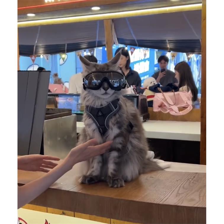 宠物眼镜猫咪狗狗风镜小狗太阳眼镜护目镜大狗墨镜泰迪防风镜