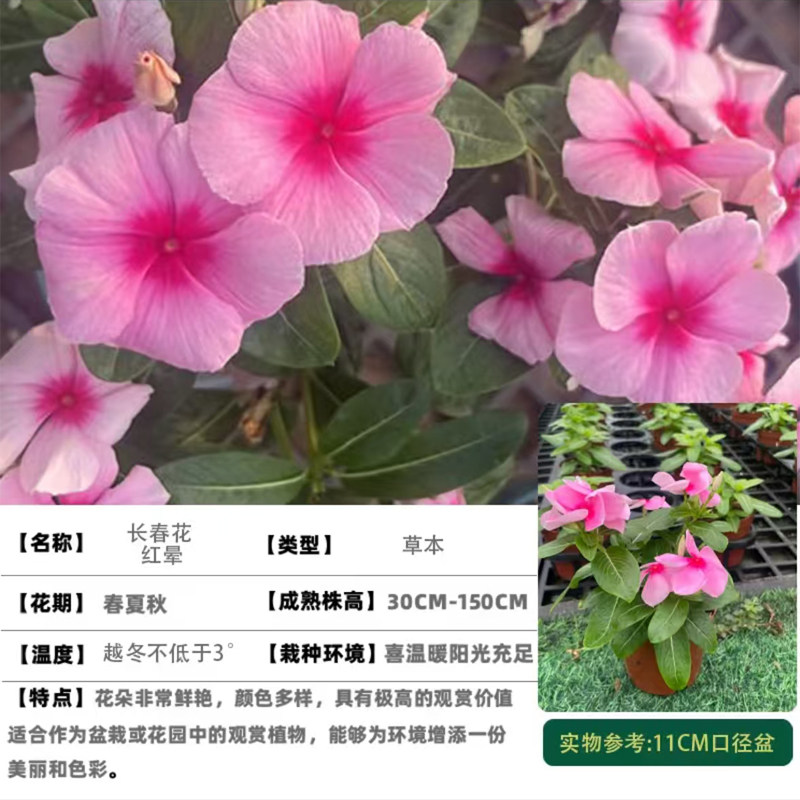 长春花盆栽四季开花植物日日春四