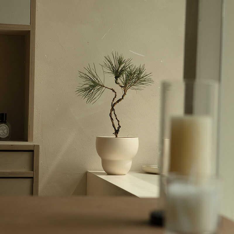 诗与自然 日本高山黑松造型绿植盆景诧寂中古风盆栽四季常绿植物