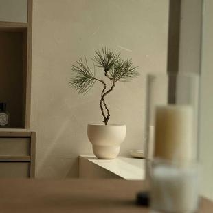 诗与自然 常绿植物 日本高山黑松造型绿植盆景诧寂中古风盆栽四季