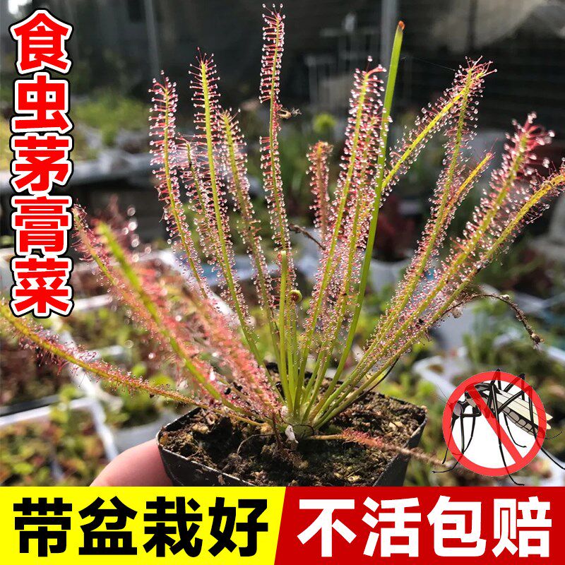 茅菜叉叶望角食虫捕蝇草瓶子草微景观草多肉绿植