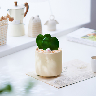 心叶球兰小盆栽多肉植物室内办公桌阳台一片心浪漫好养绿植摆件