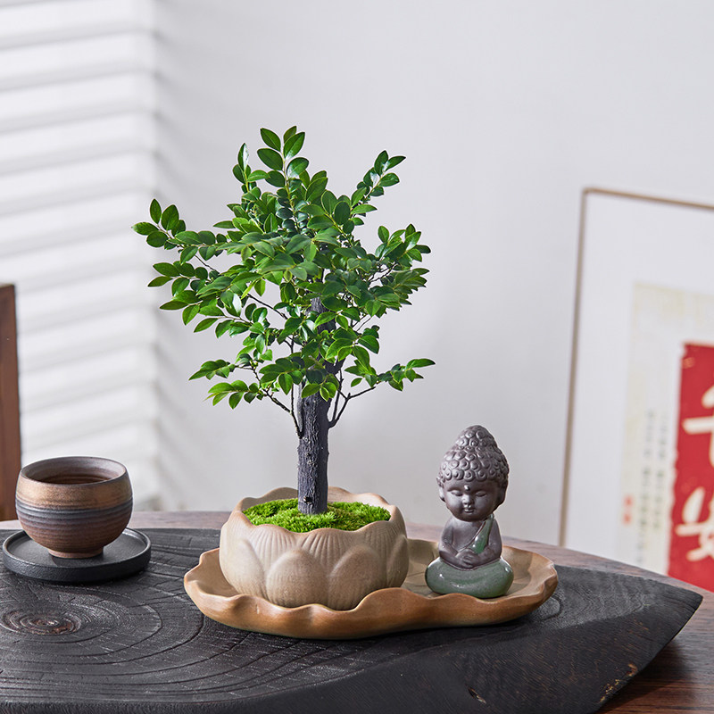 小叶紫檀盆景绿植树苗盆栽办公室内客厅桌面老桩植物四季好养花卉,鲜花速递/花卉仿真/绿植园艺,造型盆景,淘宝优惠券,粉丝福利购,淘宝优惠卷