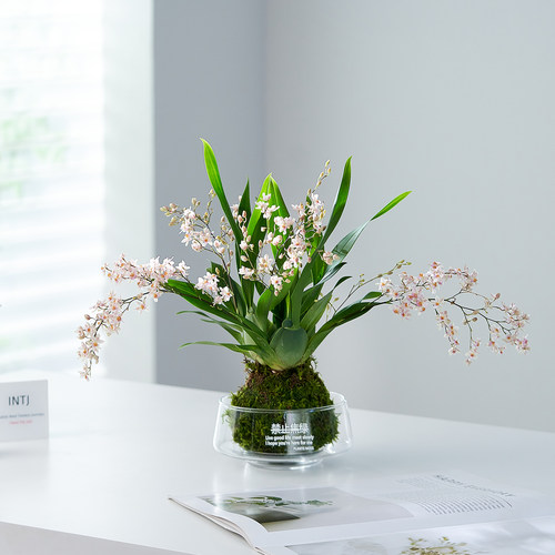 香水文心兰盆栽梦香兰