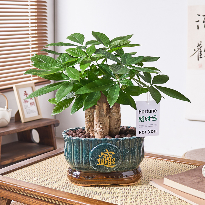 发财树盆栽易活植物室内绿植