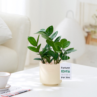 金钱树盆栽桌面植物办公室耐阴好养小盆栽室内四季常青招财盆景