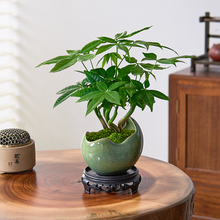 发财树盆栽植物室内绿植客厅禅意招财树盆景办公室内桌面好养四季
