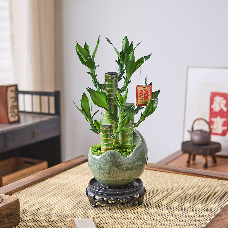 富贵竹盆栽招财绿植客厅好养花卉