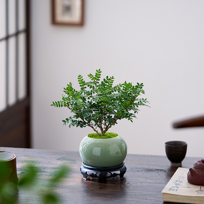 正宗清香胡椒木盆栽花卉室内驱蚊绿植老桩盆景净化空气办公室摆件,鲜花速递/花卉仿真/绿植园艺,绿植,淘宝优惠券,粉丝福利购,淘宝优惠卷