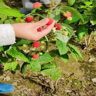 树莓苗双季覆盆子果树苗盆栽地栽南北方种植当年结果红黄黑树莓苗
