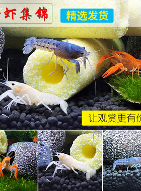 佛蓝鳌虾冷水观赏宠物虾佛兰熬虾佛罗里达蓝橙白敖螯蝦活体