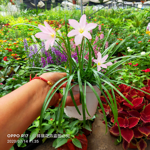 风雨兰花苗白黄初恋粉盆栽庭院花镜地被植物多年生四季花期久带花
