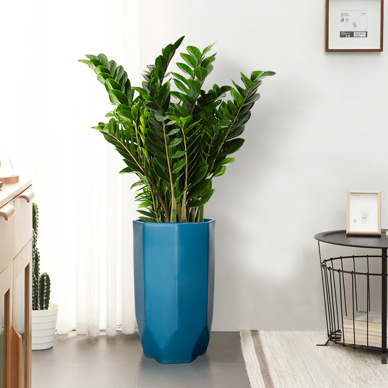 金钱树盆栽植物室内客厅办公室新款落地摆件大盆圆叶绿植全国