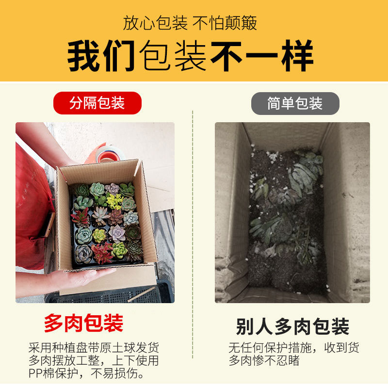 多肉绿植花卉多肉小花盆套餐栽室内精品多肉大颗稀有多肉贵货组合