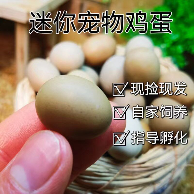 宠物鸡受精蛋可孵化种蛋迷你w网红小鸡蛋卢丁鸡受精种蛋全色德系