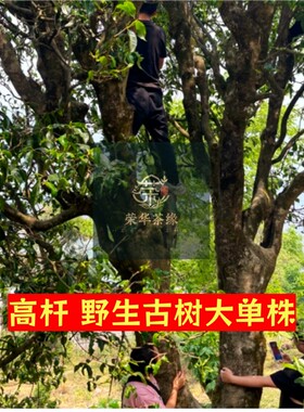 大单株晒红四五百年古树工夫红茶