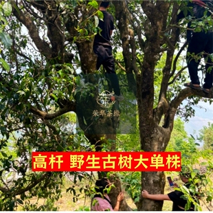 云南滇红野生古树红茶四五百年古树晒红工夫红茶大单株精品高货送